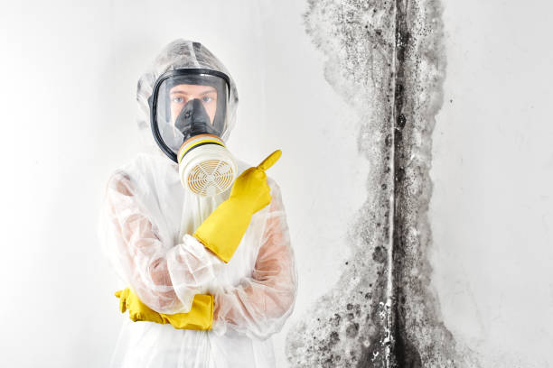 Best Water Damage & Mold Remediation  in Crivitz, WI